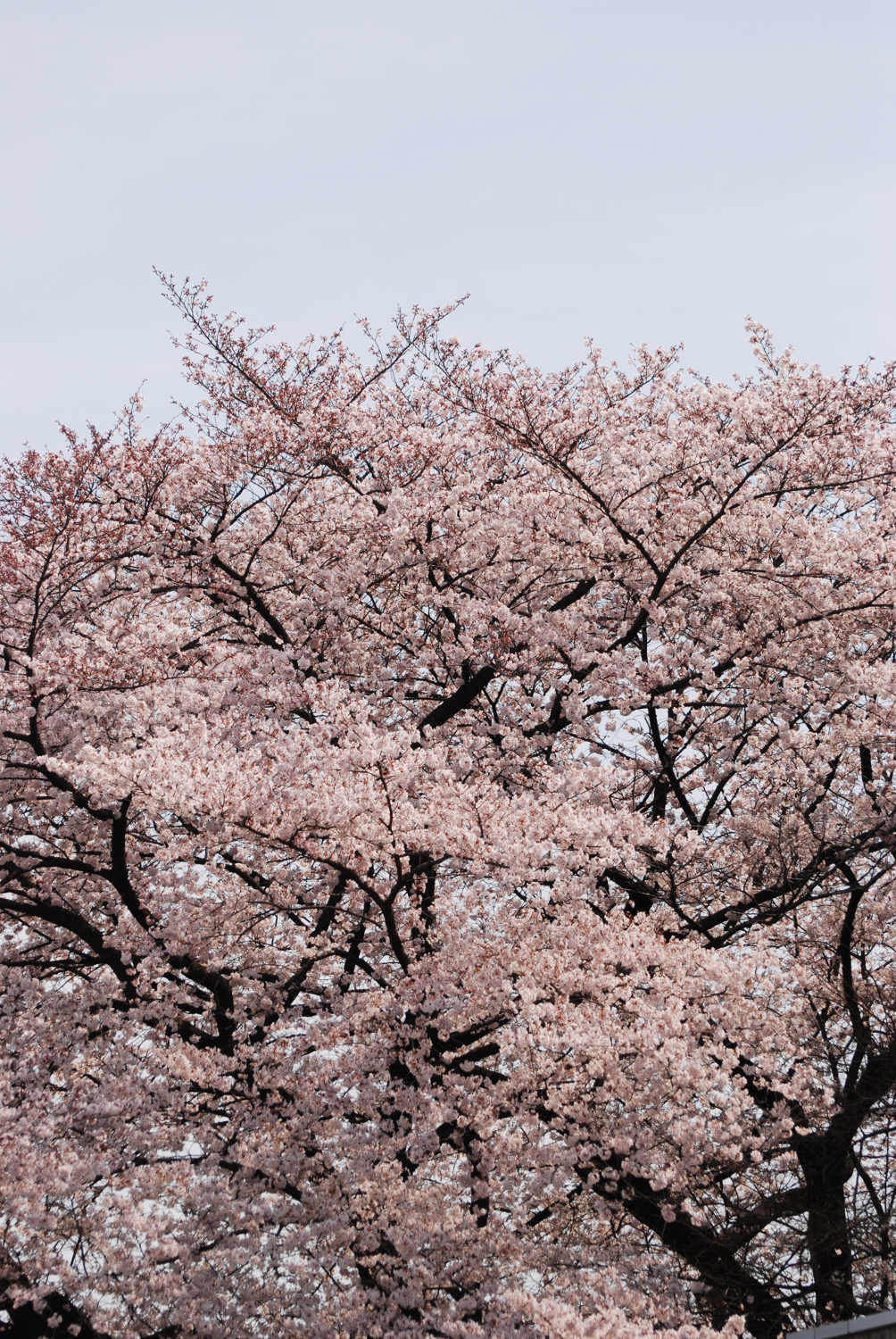 お花見 都立光が丘公園 Cipher For Smartphone