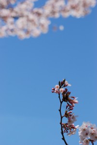 光が丘公園の桜09