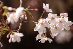 光が丘公園の桜11