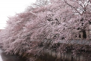 石神井川の桜01