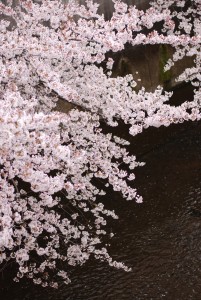 石神井川の桜02