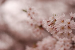 石神井川の桜03