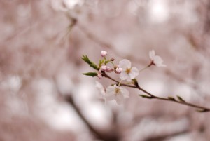 石神井川の桜05