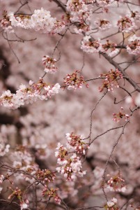 石神井川の桜07