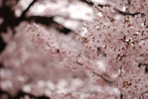 石神井川の桜08